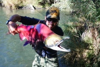 Big Red Salmon, Sockeye, Pietro Invernizzi