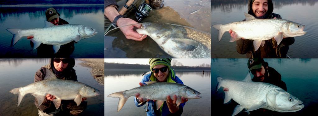 Aspi_siluri_con_anonima_cucchiaino