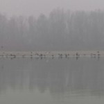 Banco di cormorani...
