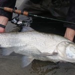 Big Aspio per Pietro