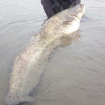 Siluro a spinning in Po. Pescando aspi!