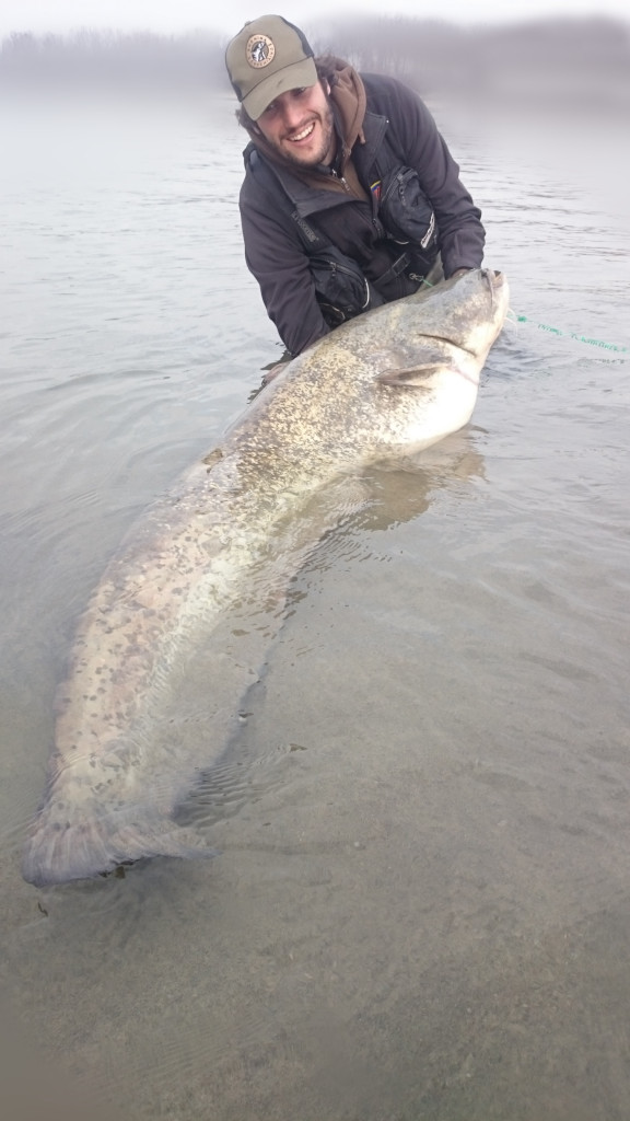 Siluro a spinning in Po. Pescando aspi!