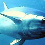 foto mattanza tonni - google immagini