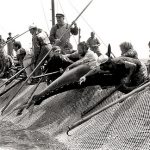 foto mattanza tonni - google immagini