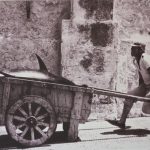 foto mattanza tonni - google immagini