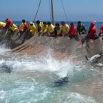 foto mattanza tonni - google immagini