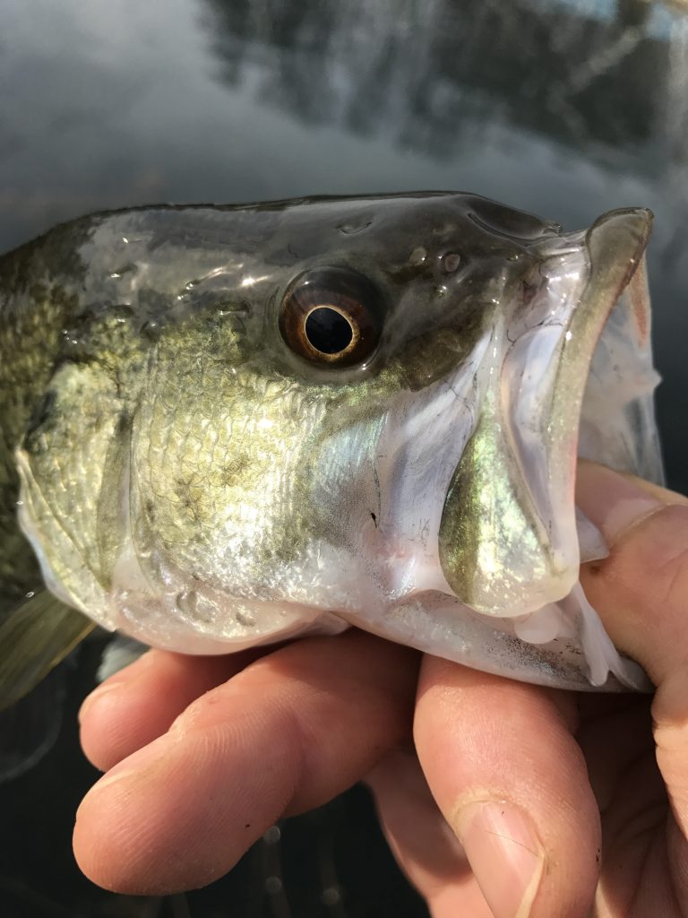 Uno dei tanti bass di questa calda giornata