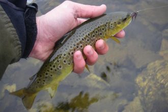Dal blog di pesca "sexyloops.com" - Thanks!