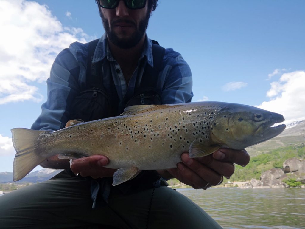 Big brown trout, Pietro Invernizzi