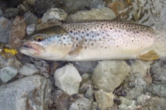 Fario Sesia