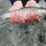 Ibrido Fario Marmorata