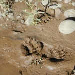 Bear footprint - Impronte di orso