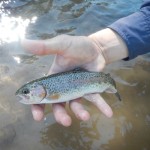 Cutthroat Trout