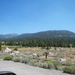 Boschi della California