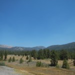 Boschi della California