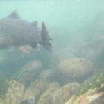 Release Marmorata underwater shot