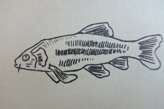 Illustrazione "Racconti di Pesca" Giorgio Bersan