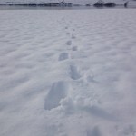 Camminando nella neve...