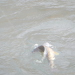 La lotta di un temolo