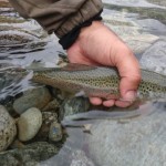 Release