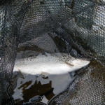 La fario è "cicciona"!