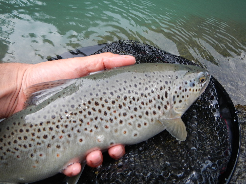 Trota fario big sesia spinning release