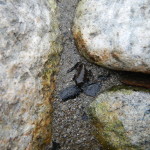 Quel tempo in cui i girini diventan rane!