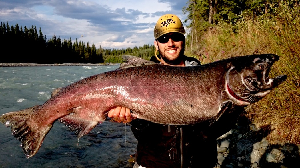 record big king salmon pietro invernizzi salmone