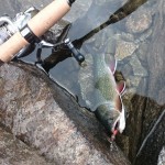 Antares, biomaster 3000, 0.18 e salmerino