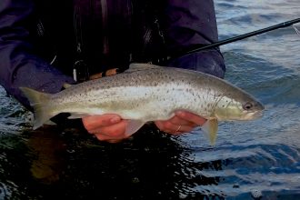 seatrout_trota di mare