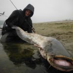 Siluro, glano, wels, catfish, Pietro Invernizzi, record