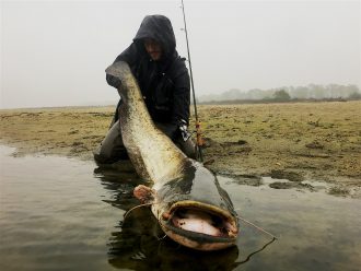 siluro record big catfish glano pietro invernizzi po