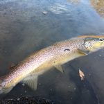 Release di una bellissima trota del Sesia