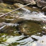 Iridea in Val Mastallone